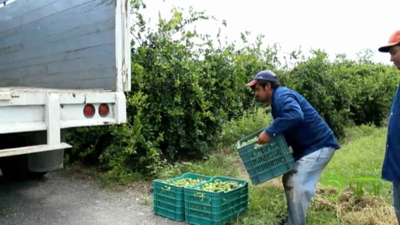 Limones Sicar
