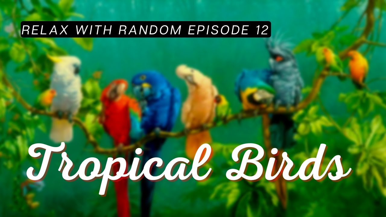 Tropical Birds || 3D Surround Sound || Relax With Random || Episode 12