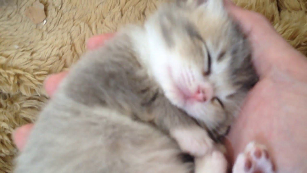 猫 かわいい イラスト 手のひらで熟睡する猫 sleeping kitten on my palm