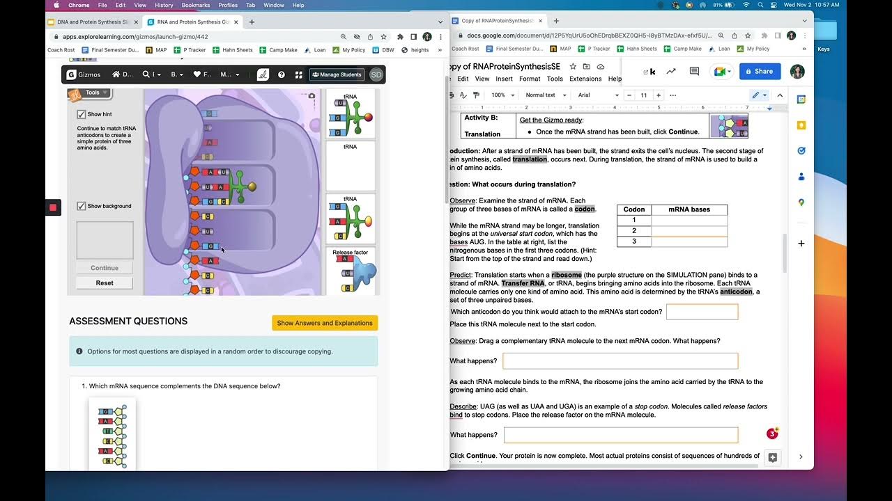 RNA and protein Synthesis Gizmo Instructions - UPDATED - YouTube