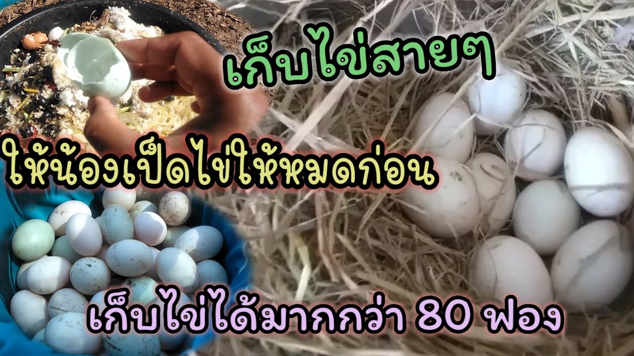 เลี้ยงเป็ดไข่ 92 ตัว เก็บไข่สายๆอยากให้น้องเป็ดไข่ให้เต็มที่ ลุ้นเก็บไข่ได้มากกว่า 80 ฟอง