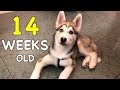 14 Weeks Old Husky Puppy: Day by Day ❤️