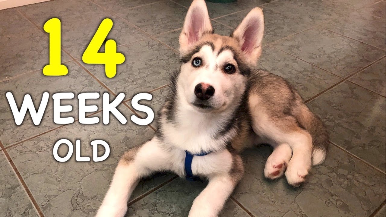 15 week old husky