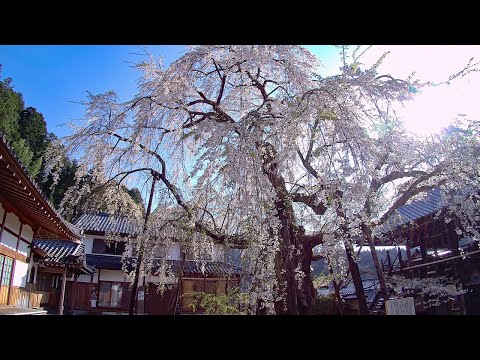瑞龍寺 しだれ桜 (愛知県豊田市稲武)
