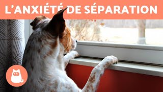 ANXIÉTÉ DE SÉPARATION CHEZ LES CHIENS