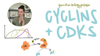 Move It Along Cyclins, Cdks And The Cell Cycle