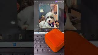 Google search iPetprints – For Pet Parents Who Never Let Go