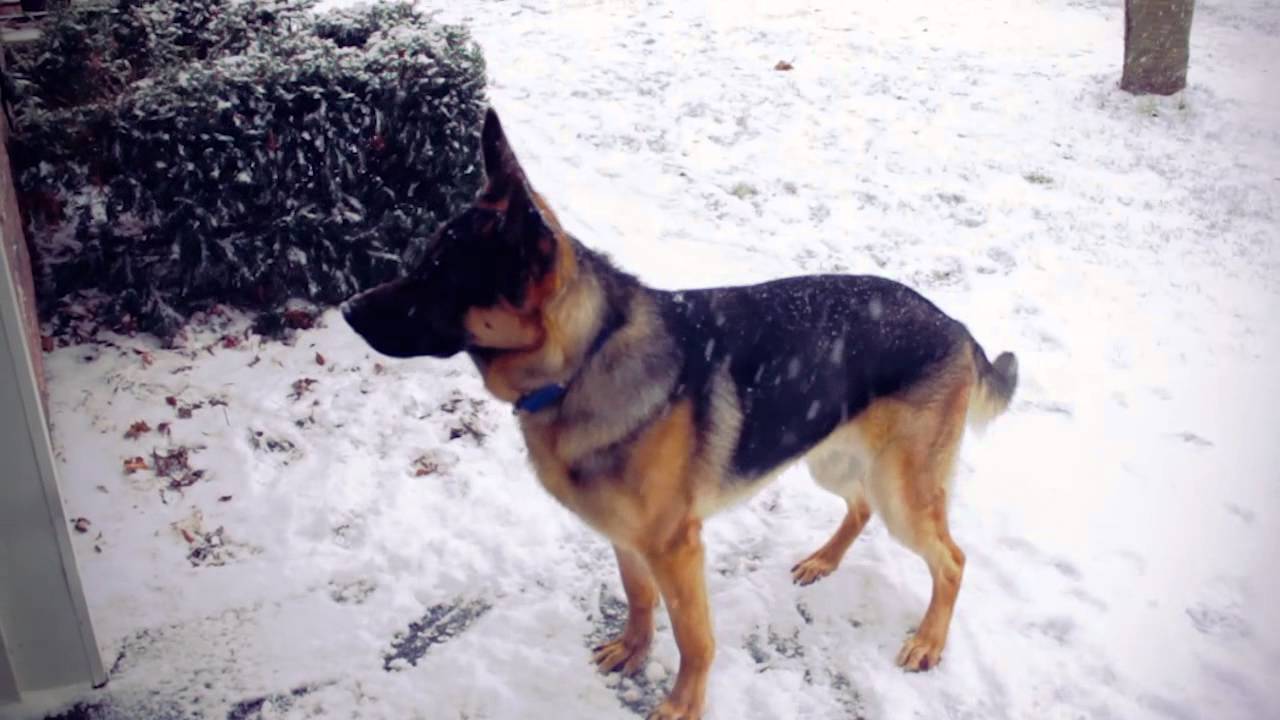 German Shepherd in Snow | Indy 11 months - YouTube