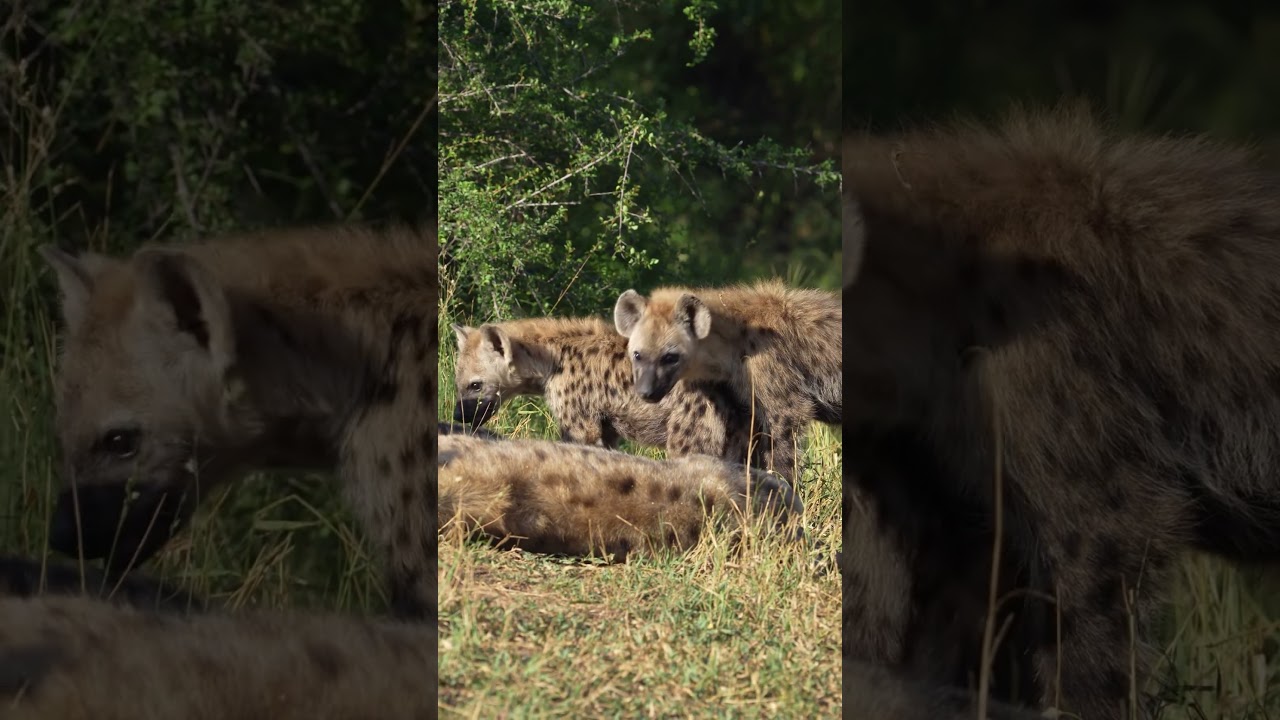 They're actually just little chill guys 