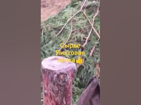 Сырье. 🌲Пихтовая лапка🌲 - YouTube