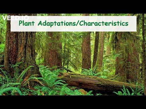 3.2 Temperate Rain Forest