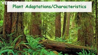 3.2 Temperate Rain Forest