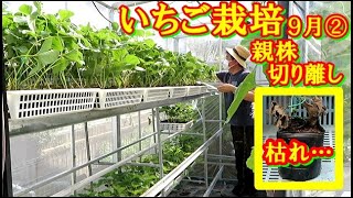 【家庭菜園】いちご栽培 9月②　親株離脱 ＆ 子苗ポット整理 [少し枯れました