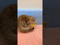 Kitten Playing With Ducklings So Cute #shorts #kittens #cats #animals #viral #trending #duck