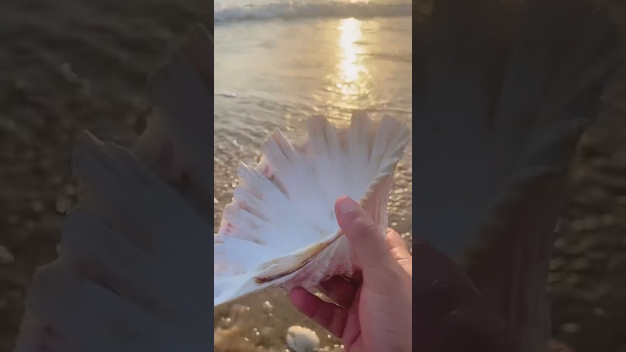 Found giant white clam sea shell on beach #clam #clamshell #seashell