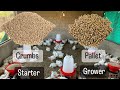 Broiler Chicken Farm Feeding Guide: From Starter to Finisher | Know When & What Your Chickens Eat!