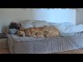 「粘り強い起こし方」二人の朝のルーティンを覗いて見たら！【Golden Retriever japan】