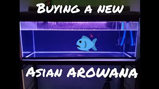 BUYING A NEW ASIAN AROWANA // BELI ASIAN AROWANA BARU