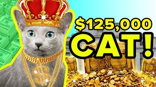 The TOP 10 MOST EXPENSIVE CAT BREEDS!!! [in the world]