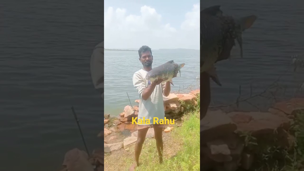 Kala Rahu Live Fishing Video 