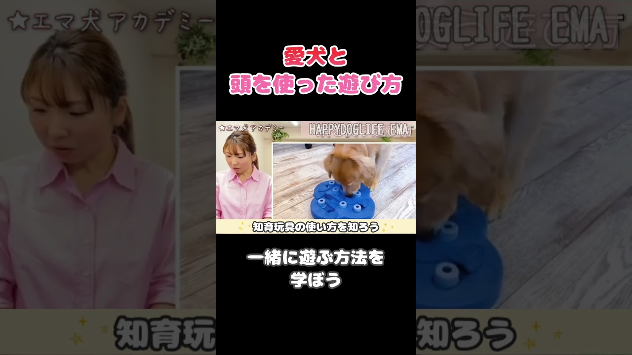 【犬 遊び】短い時間で凄い達成感！遊んでも疲れない！おもちゃすぐ飽きる愛犬は頭を使った遊びをするといい！犬のしつけエマチャンネル【犬のしつけ＠横浜】#犬しつけ#横浜しつけ教室