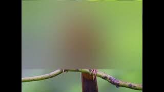 | Wambi Gacor Bocor | Jeda Waktu