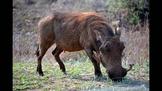 50 fascinating fast facts about warthogs