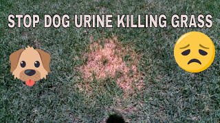 HOW TO PREVENT DOG URINE SPOTS & STOP DOG URINE KILLING GRASS