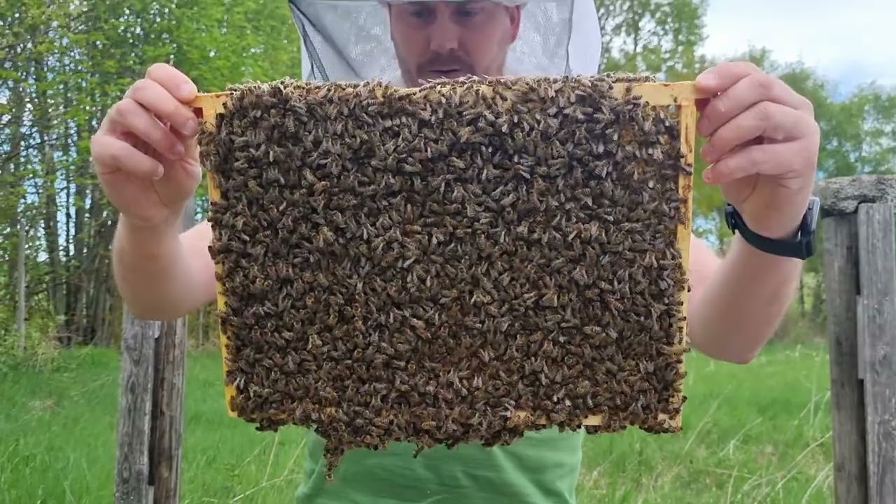 Svermtrang i de sterkeste kubene!