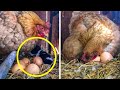 Farmer Thinks Hen Laid Egg, Then He Gets a Closer Look at What She’s Actually Protecting…