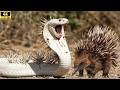 The Uncompromising Battle: Hedgehog Defends and King Cobra Attacks!