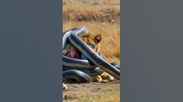 #LionRescue #SnakeAttack #BraveWoman #Wildlife #AnimalEncounter #Hero #ShockingMoment #ViralVideo