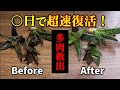 【そこまでやる！？】多肉植物を超速で復活させる方法【観葉植物レスキュー】【ハオルチアの育て方】