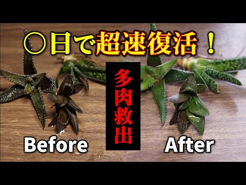 【そこまでやる！？】多肉植物を超速で復活させる方法【観葉植物レスキュー】【ハオルチアの育て方】