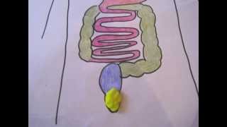 Stop Motion Digestive System