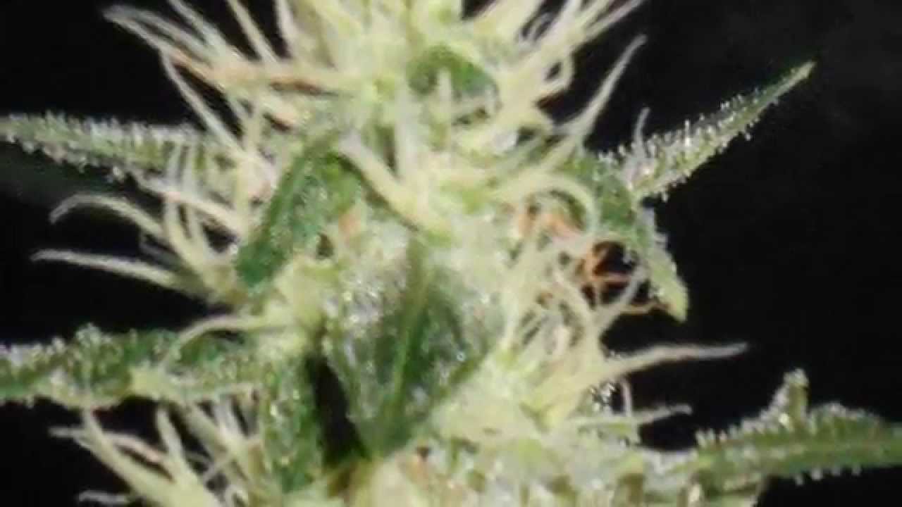 led grow lights | www.ledhydroponics.co.uk