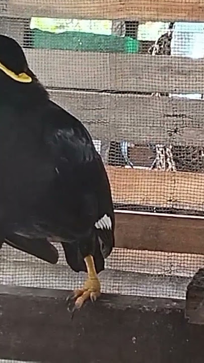 burung beo bisa bicara apa saja sang juara