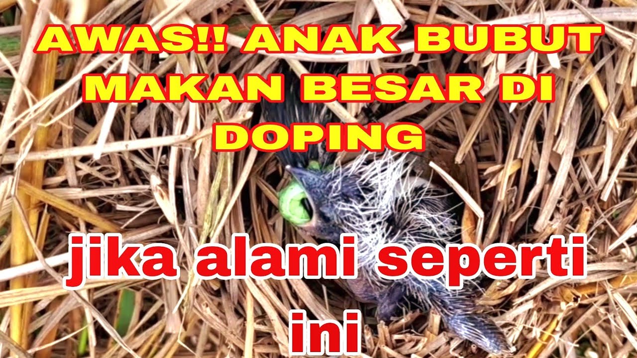 MAKANAN ALAMI LEBIH RAMAH BUAT ANAK BUBUT ILALANG