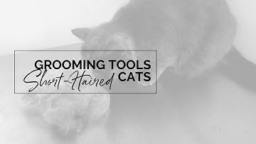 Grooming Short Haired Cats