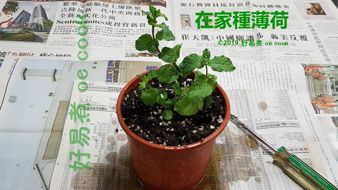 在家種薄荷 Youtube