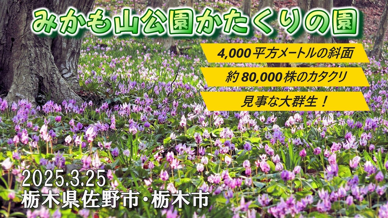 みかも山公園かたくりの園 ～4,000㎡の斜面に約80,000株のカタクリが大群生・見事な異空間を展開～ : 栃木県佐野市・栃木市 : 4K