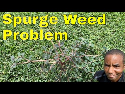 Vídeo: Spotted Spurge Weed: com desfer-se de Spotted Spurge