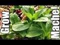 How to grow mache corn salad from seed to harvest