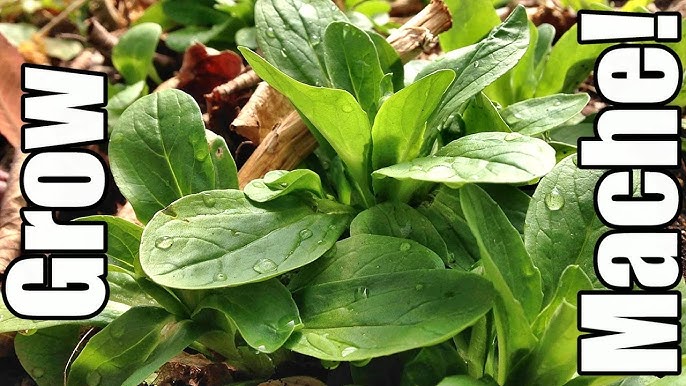 Simple Field Salad or Mache Salad - emkayskitchen