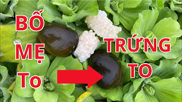 Hồ ốc bố mẹ của trại ốc HỮU NHUNG.