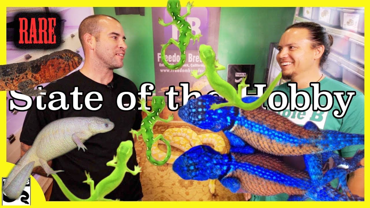 geckos food Rare Species with Jay Sommers - Triple B TV Ep.144