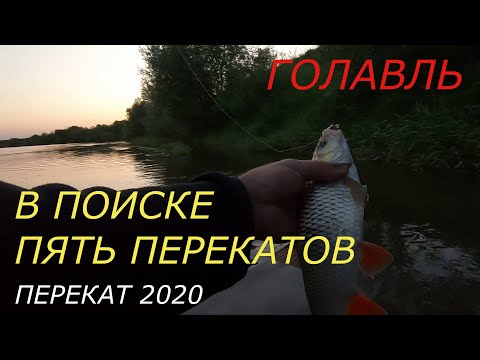 Голавль на Оке. Пять перекатов, "секретная" проводка.