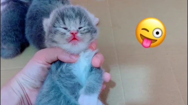 Watch the video about Aww super adorable newborn kittens 🤪 too cute and funny P203