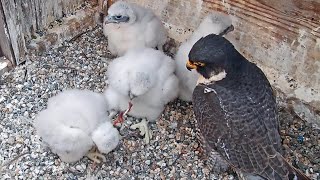 Cal Falcons: Two chicks try their talons at selffeeding  2024 May 12