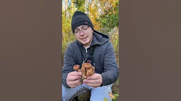 Как отличить съедобные и ложные опята? #опята #mushroomhunting #porcini